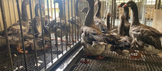 Foie gras d’oie de Touraine 