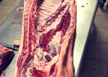 Vente de cochonne Duroc 