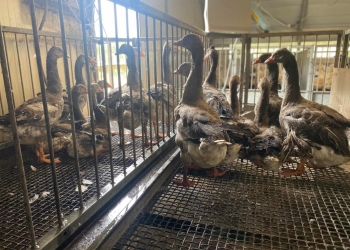 Foie gras d’oie de Touraine 